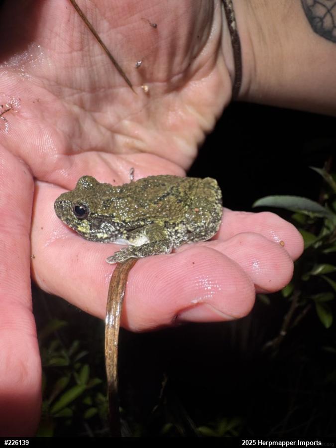 Unknown Gray Treefrog