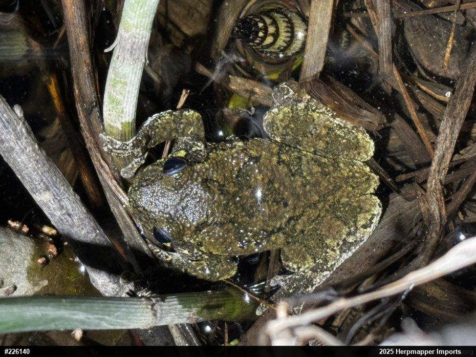 Unknown Gray Treefrog