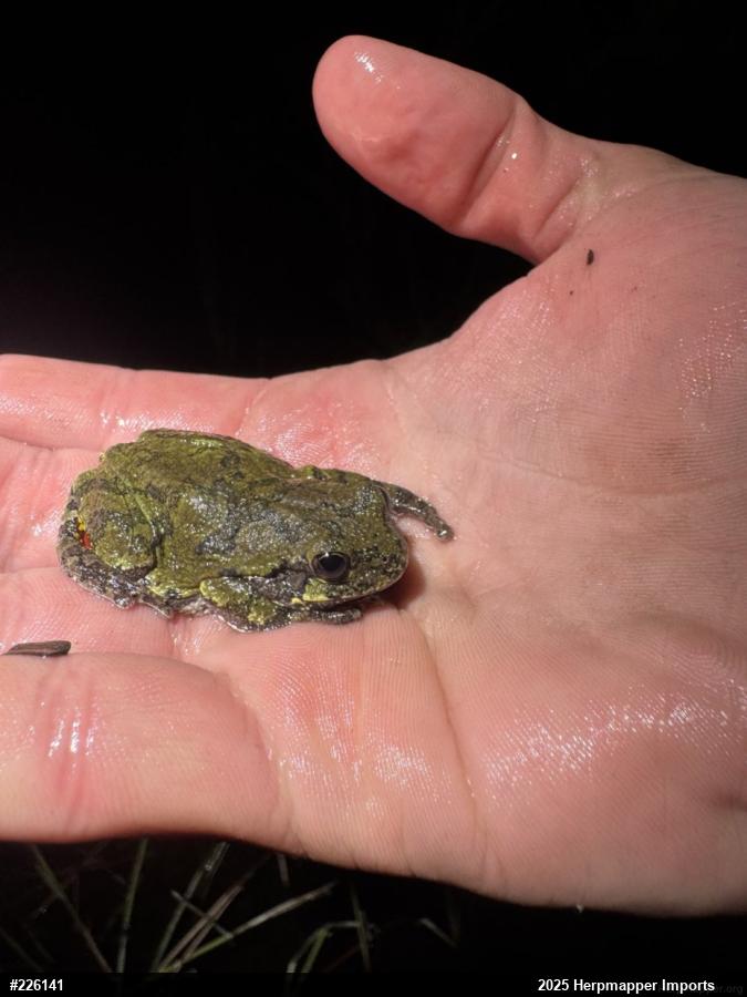 Unknown Gray Treefrog