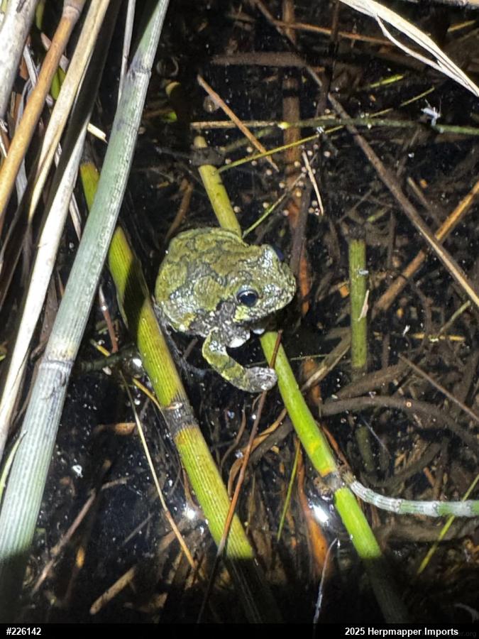 Unknown Gray Treefrog
