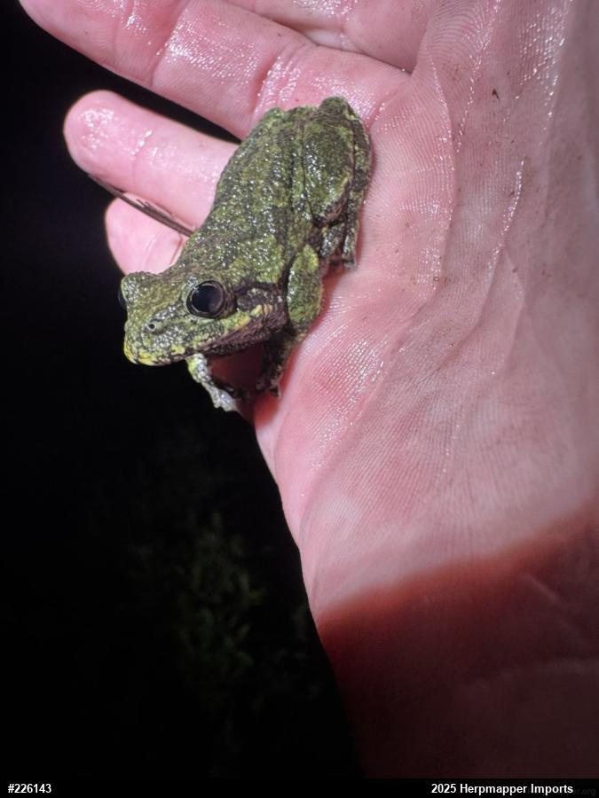 Unknown Gray Treefrog