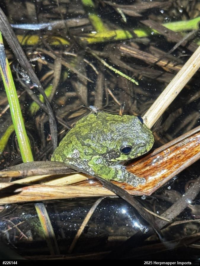 Unknown Gray Treefrog