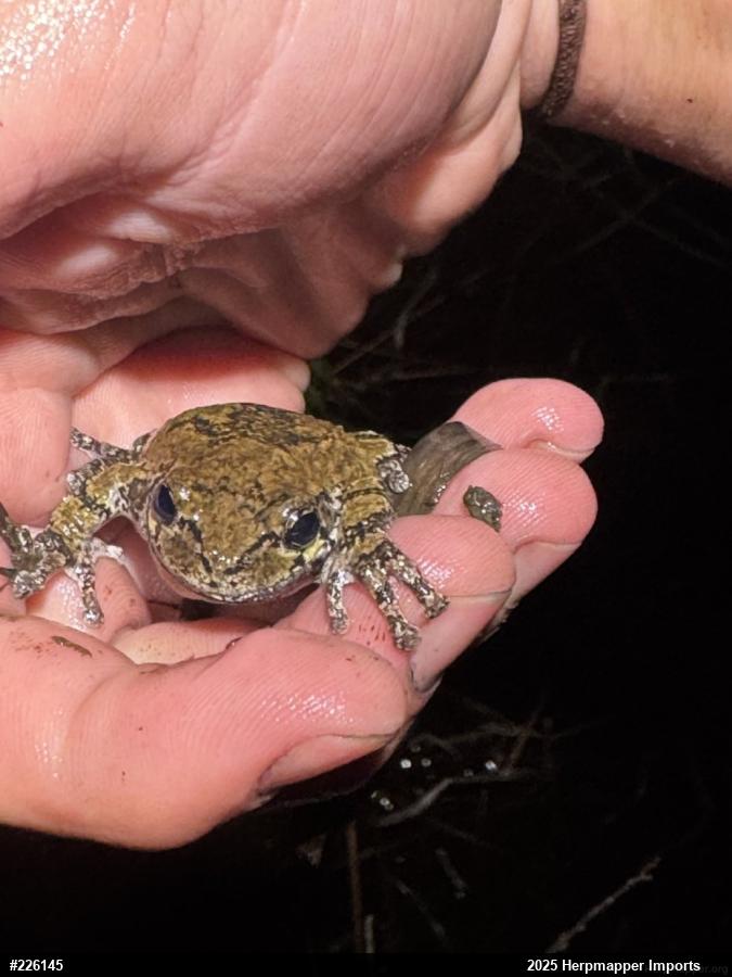 Unknown Gray Treefrog