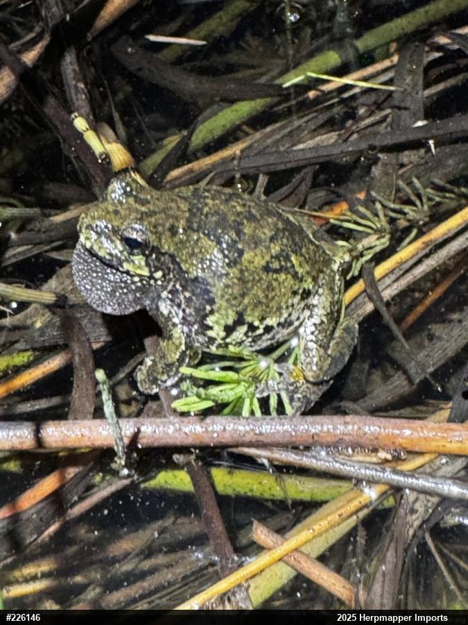 Unknown Gray Treefrog