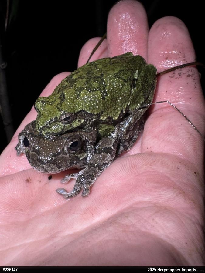 Unknown Gray Treefrog