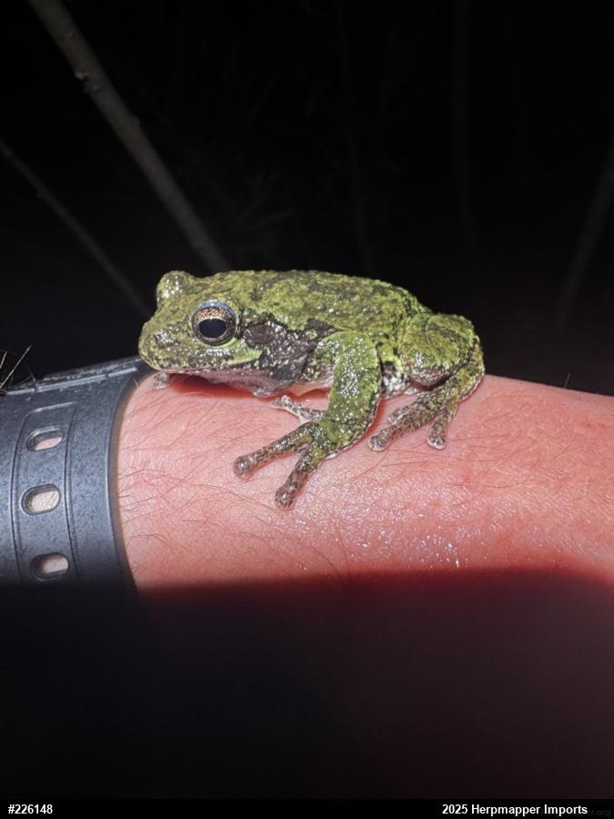 Unknown Gray Treefrog