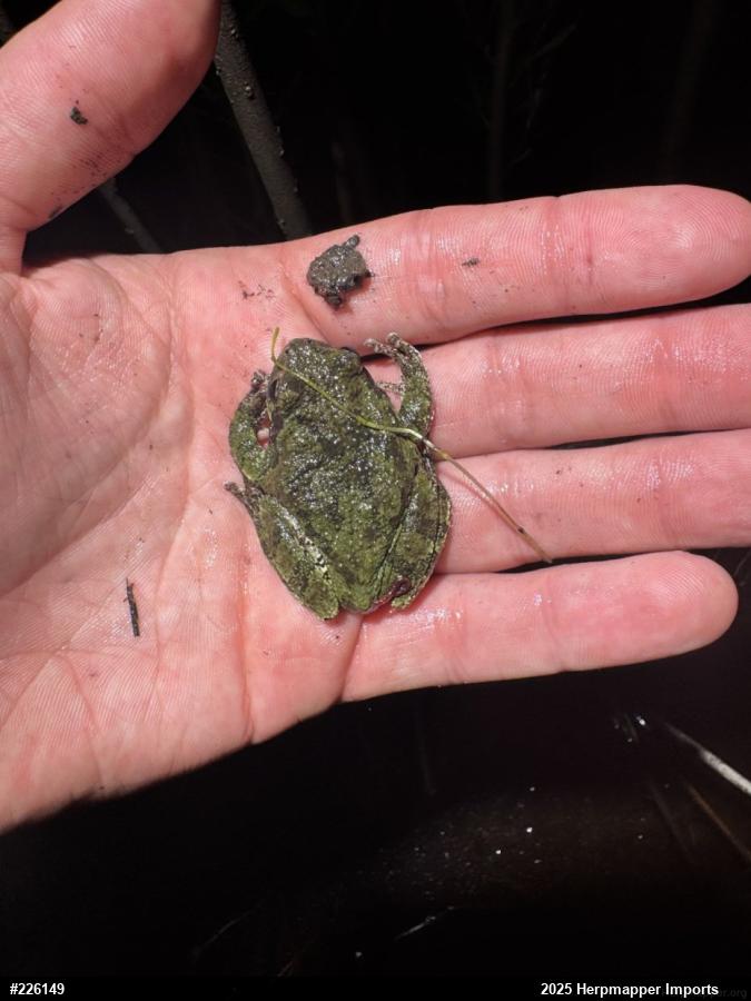 Unknown Gray Treefrog