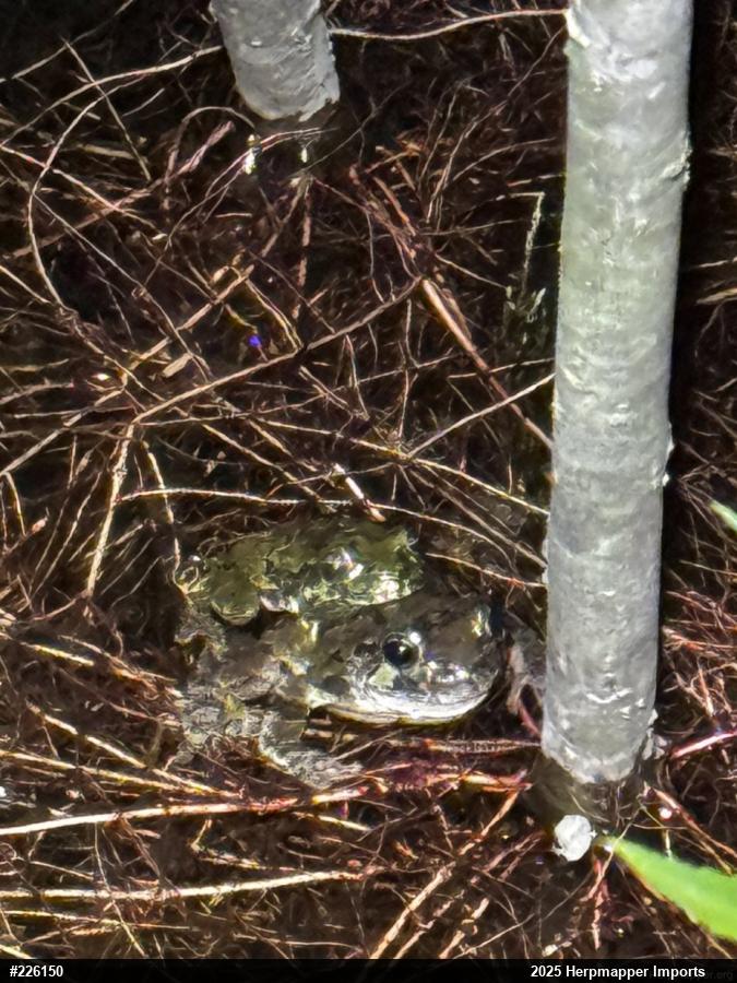 Unknown Gray Treefrog