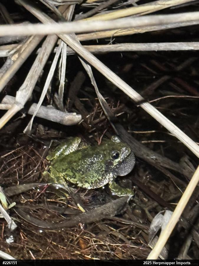 Unknown Gray Treefrog