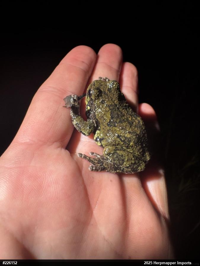 Unknown Gray Treefrog