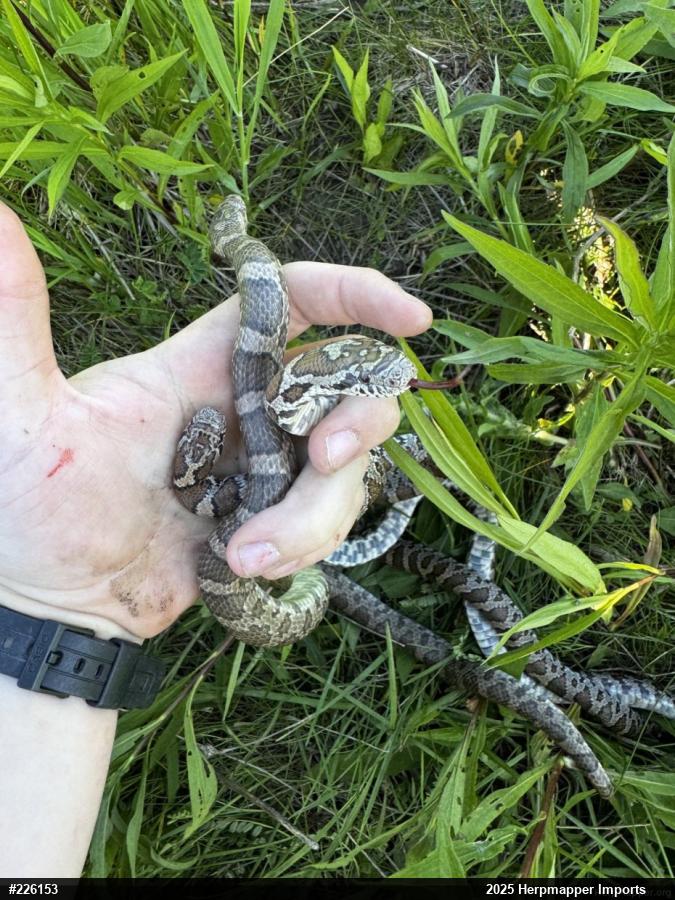 Eastern Milksnake