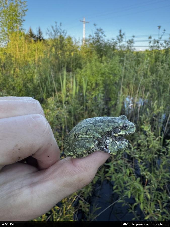 Unknown Gray Treefrog