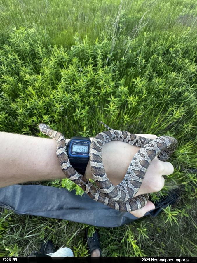 Eastern Milksnake