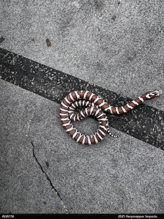 Eastern Milksnake