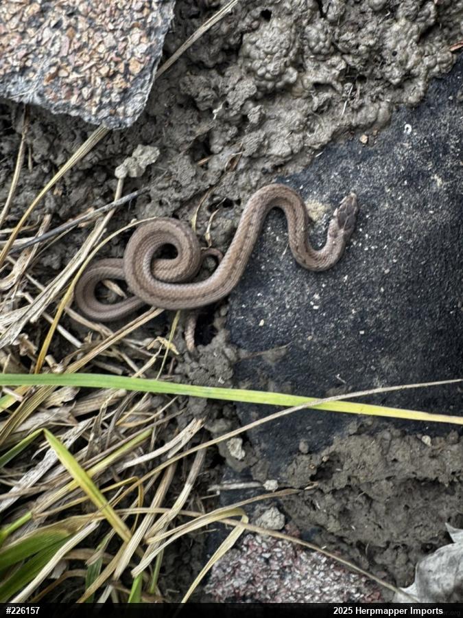 Dekay's Brownsnake