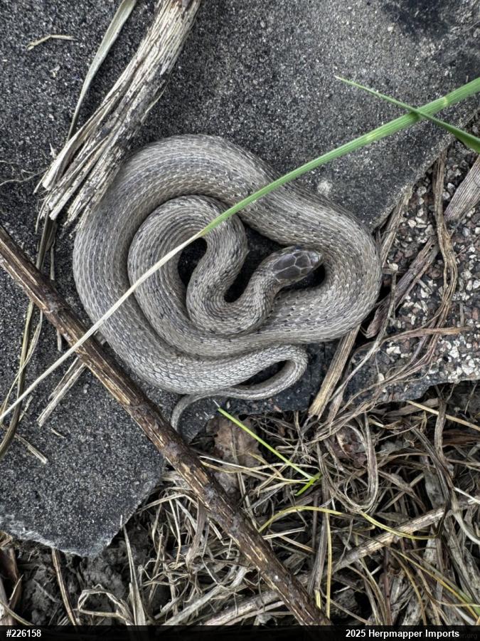 Dekay's Brownsnake