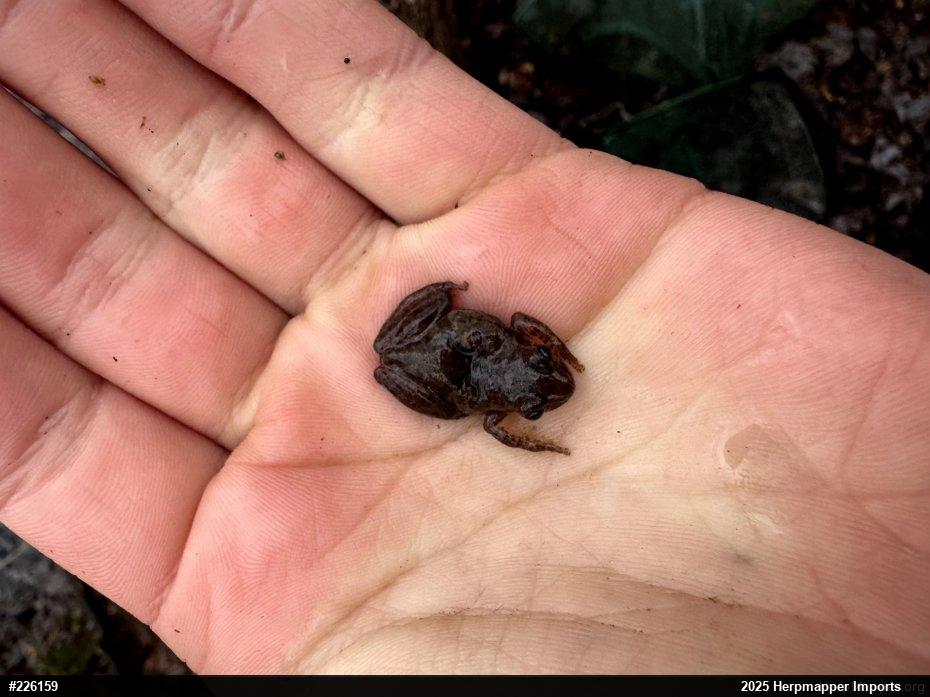 Spring Peeper
