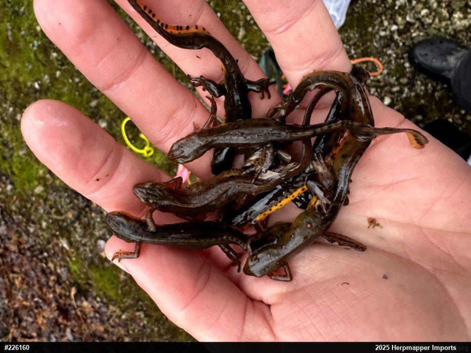 Red-spotted Newt