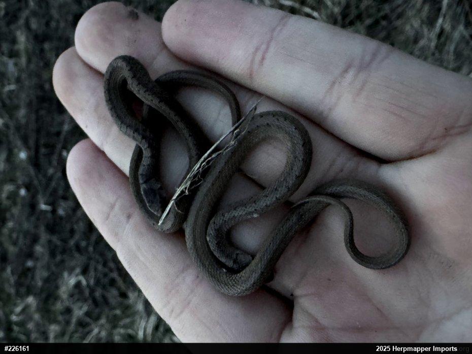 Dekay's Brownsnake