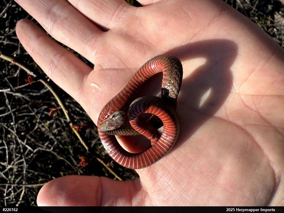 Red-bellied Snake