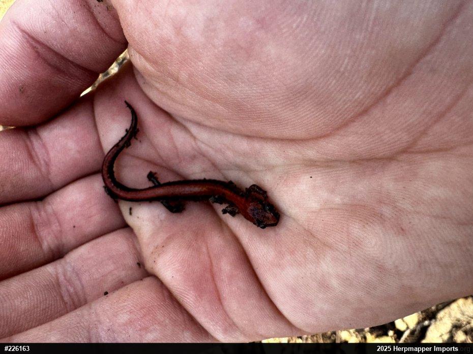 Eastern Red-backed  Salamander