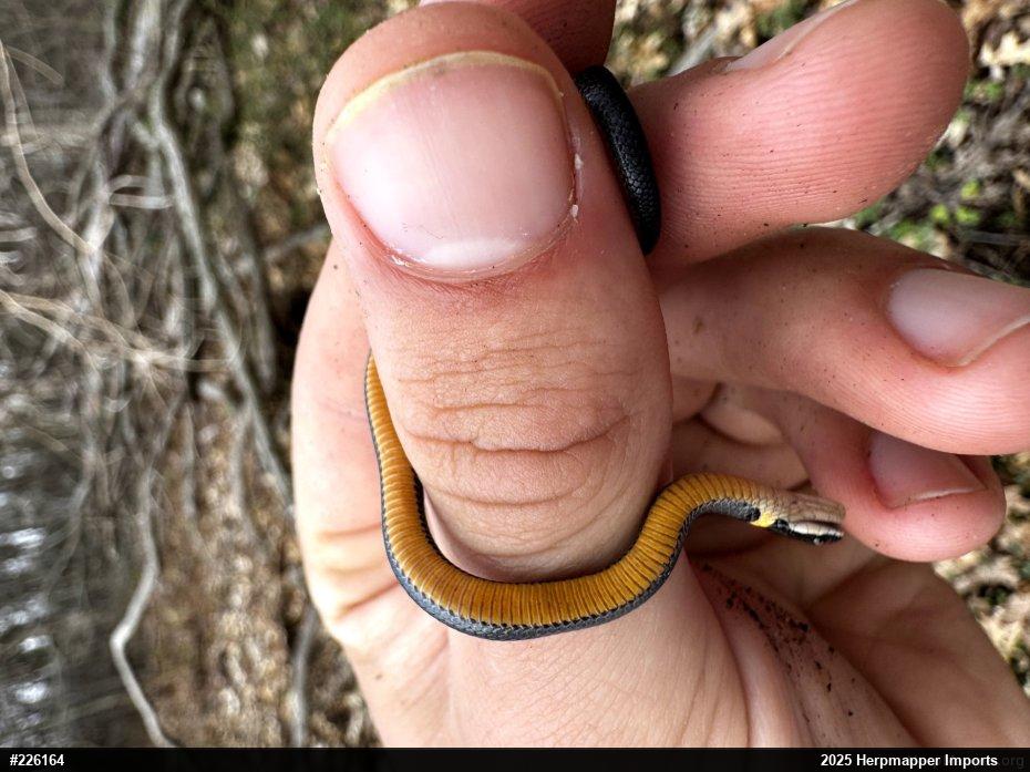 Northern Ring-necked Snake