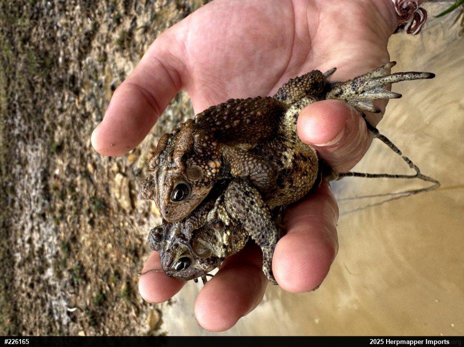 Eastern American Toad