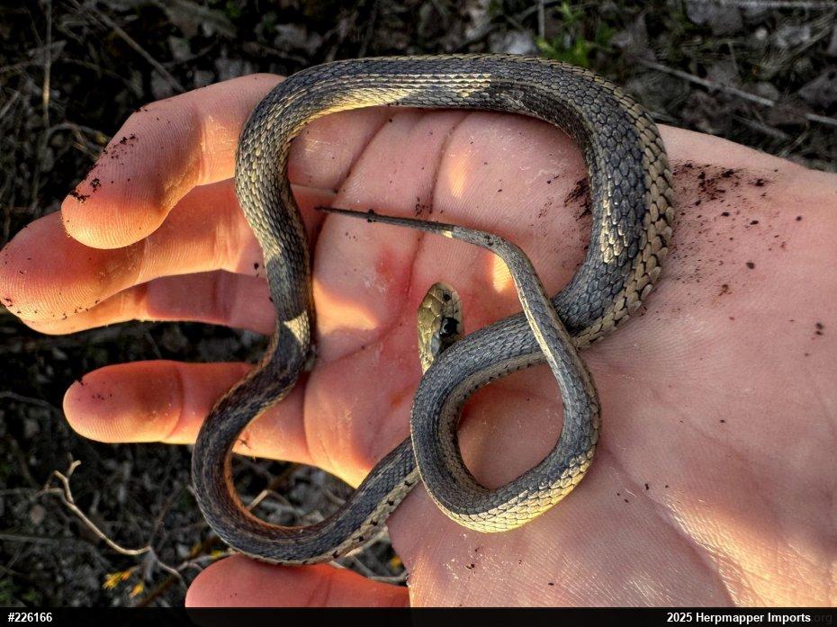 Eastern Gartersnake