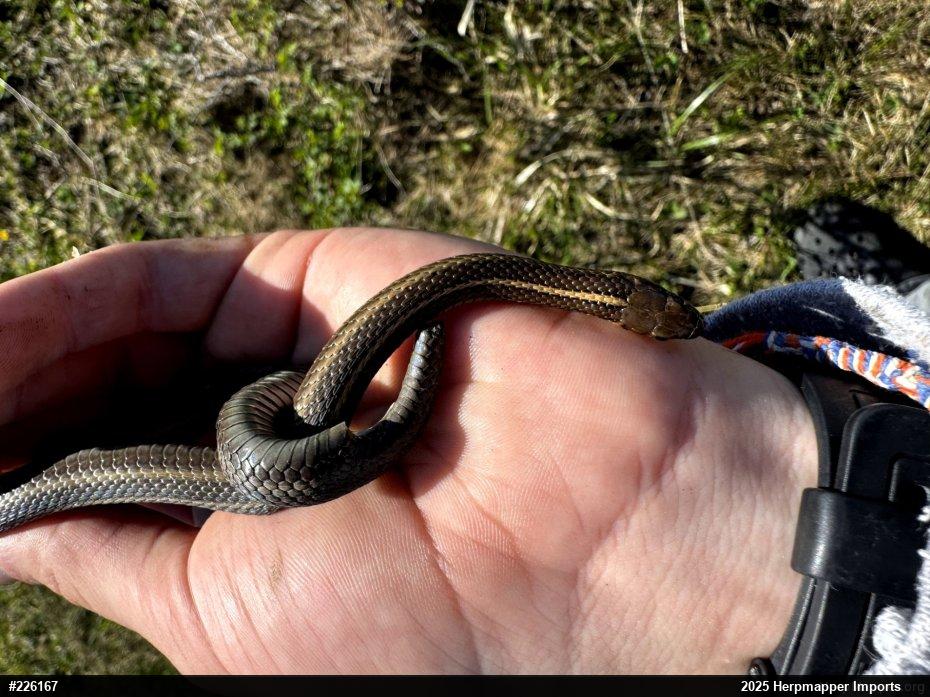 Shorthead Gartersnake