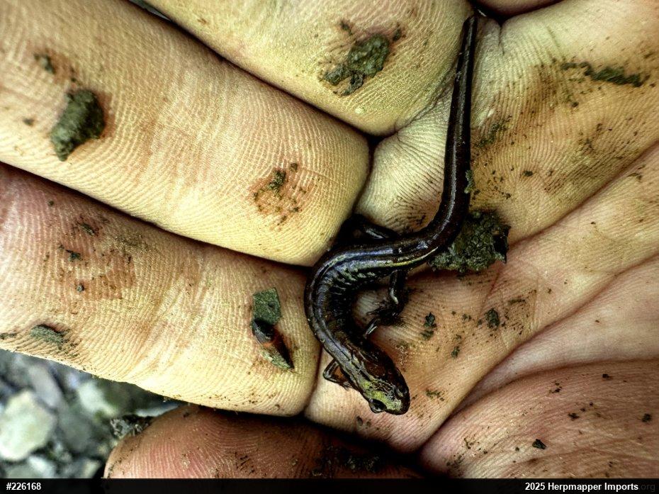Allegheny Mountain Dusky Salamander