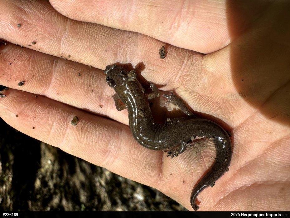 Northern Dusky Salamander