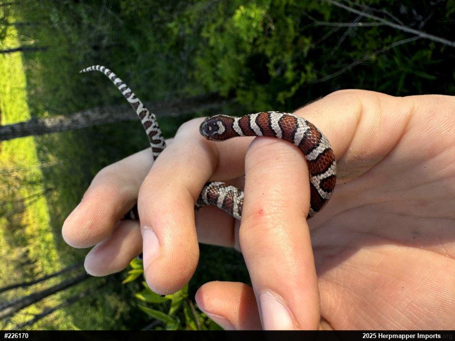 Eastern Milksnake