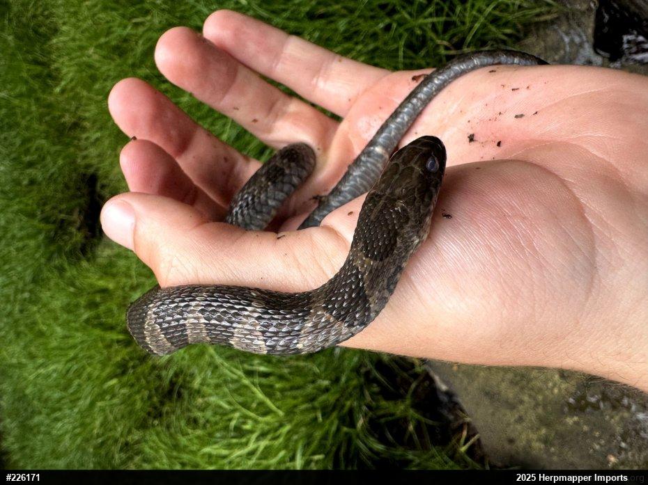 Northern Watersnake