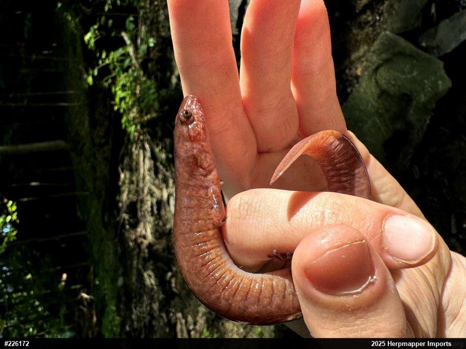 Northern Spring Salamander