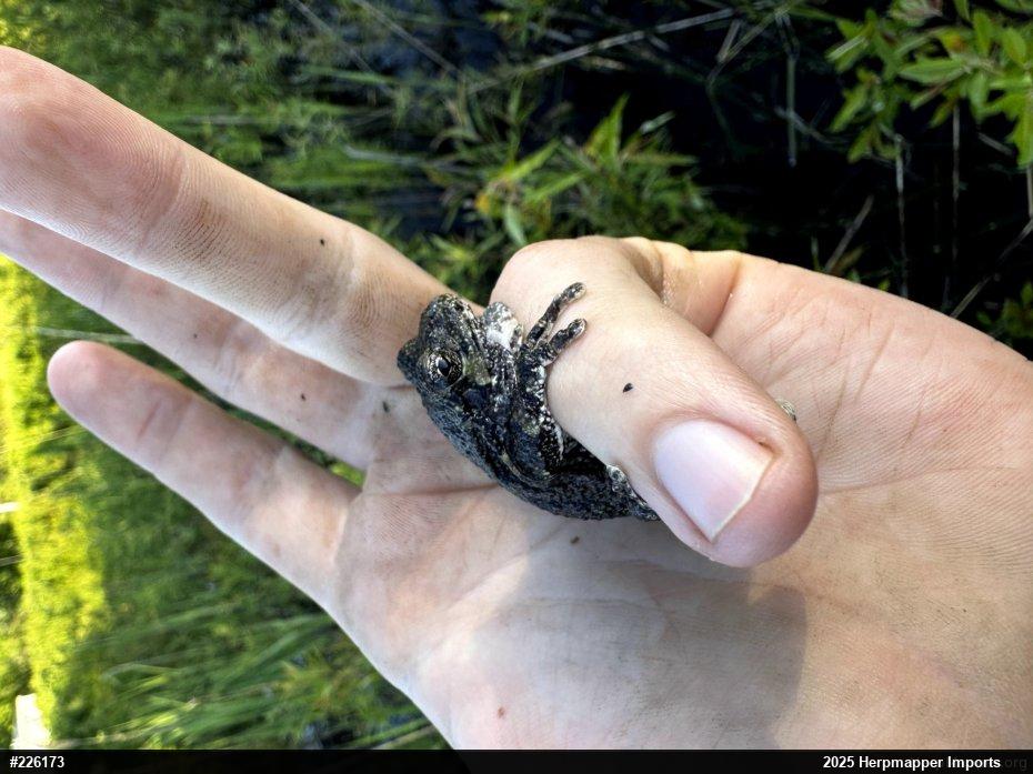 Unknown Gray Treefrog
