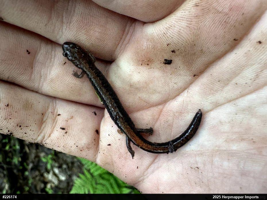 Eastern Red-backed  Salamander
