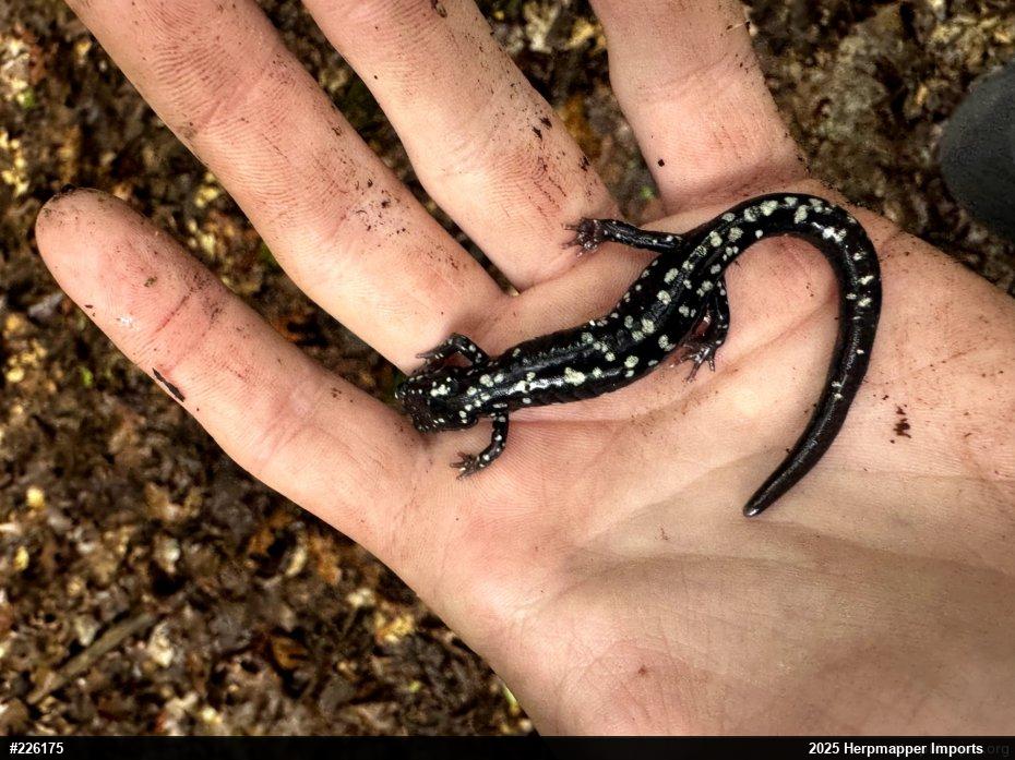 Northern Slimy Salamander