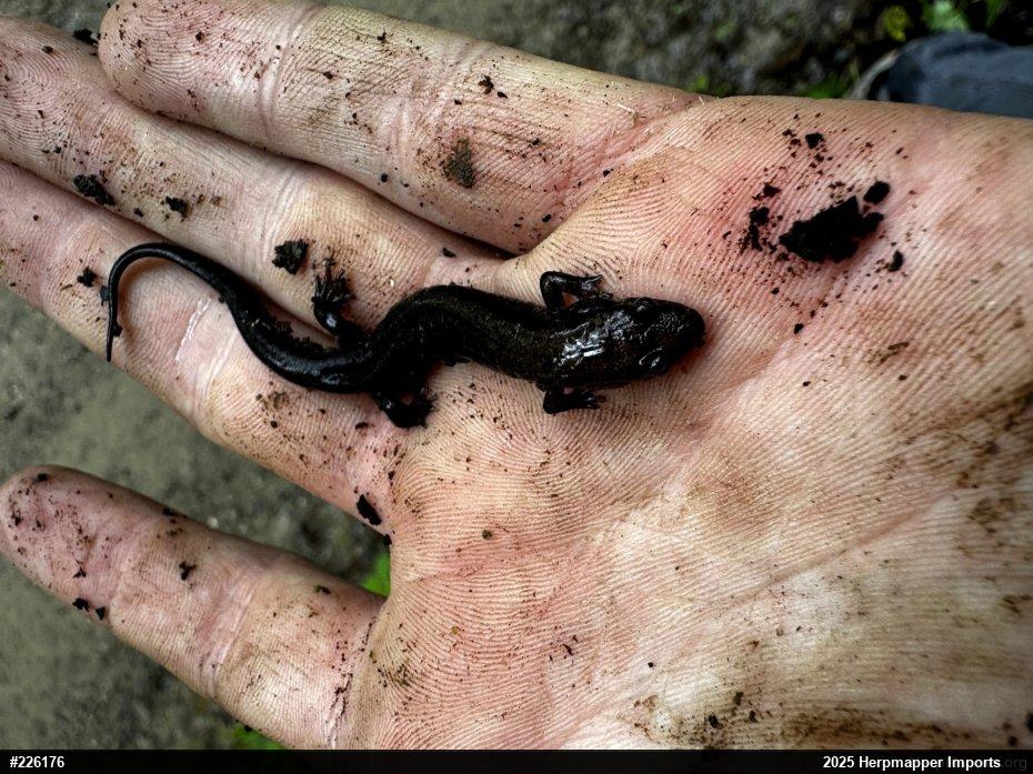 Allegheny Mountain Dusky Salamander