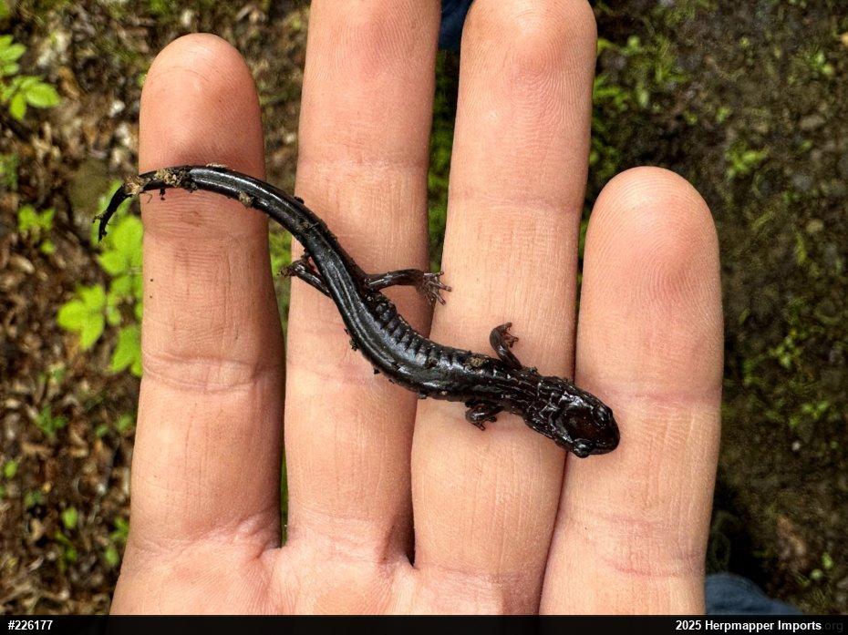 Wehrle's Salamander