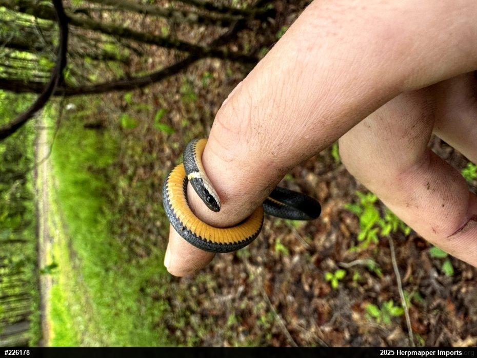 Northern Ring-necked Snake