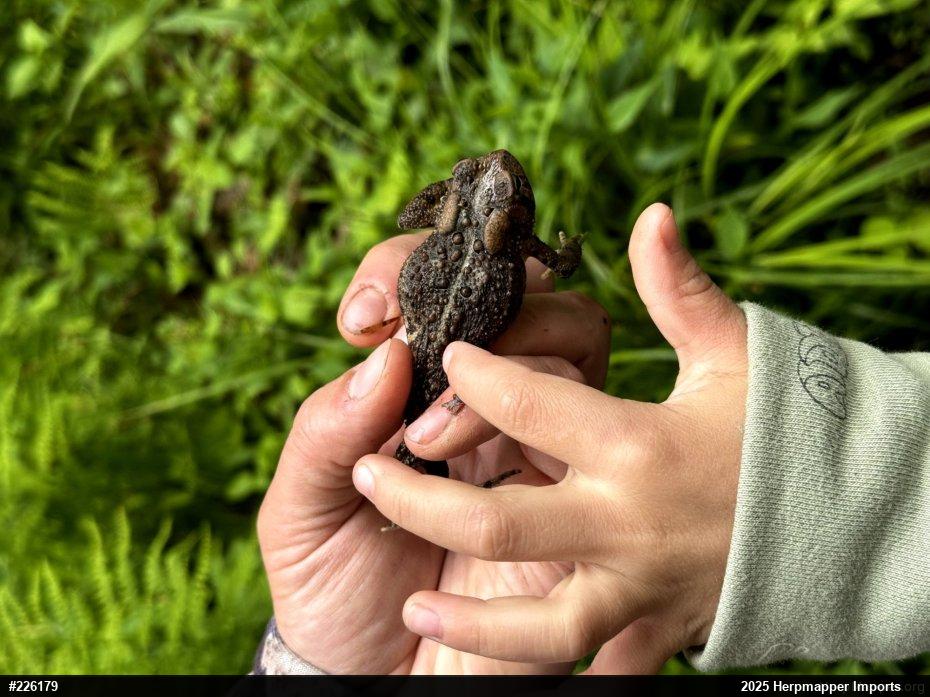 Eastern American Toad