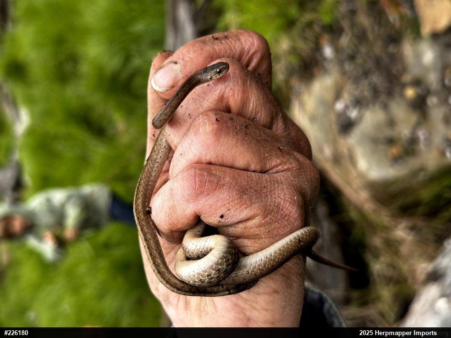 Dekay's Brownsnake