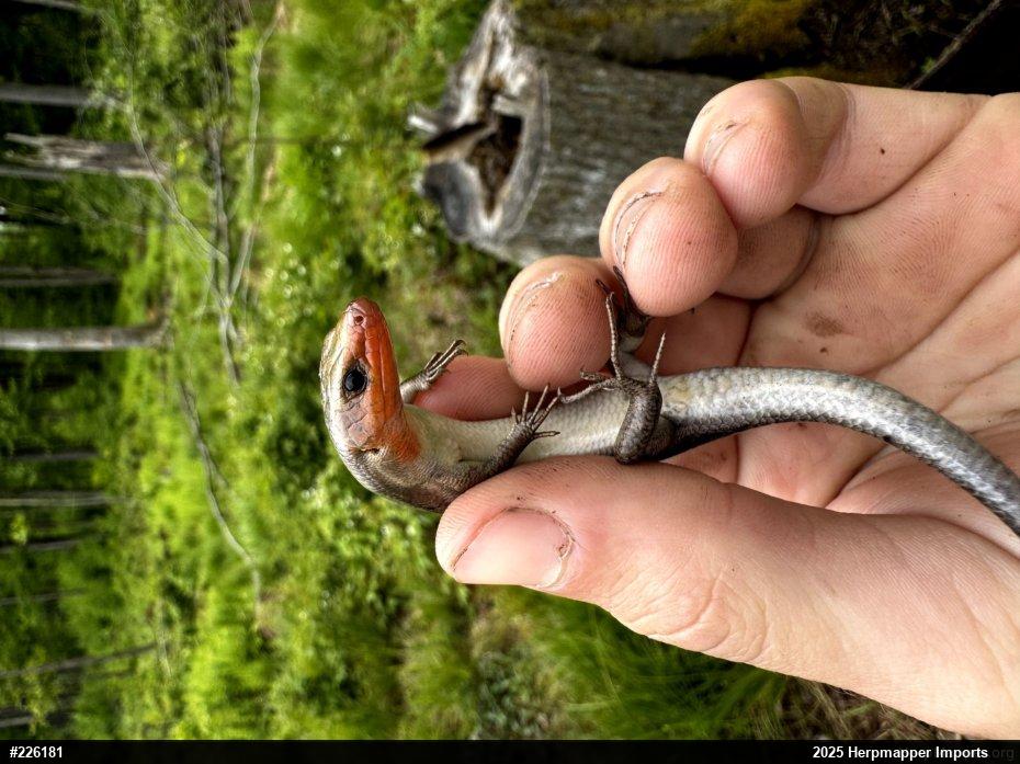 Common Five-lined Skink