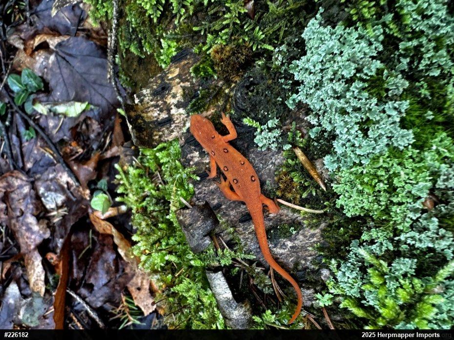 Red-spotted Newt