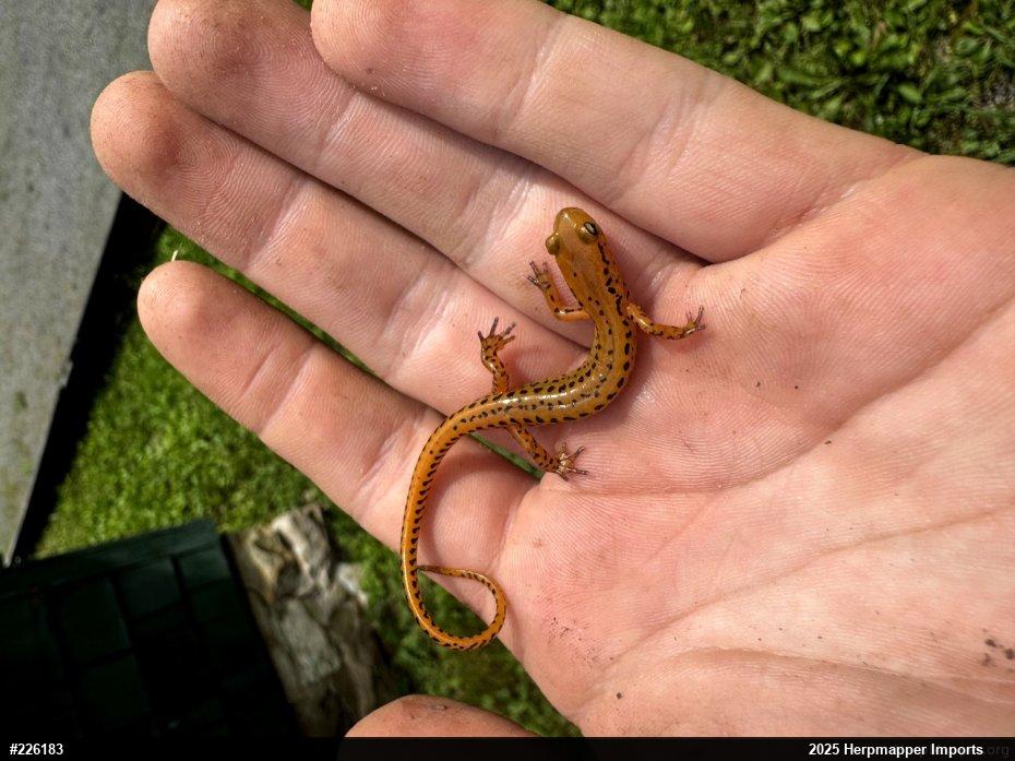Eastern Long-tailed Salamander
