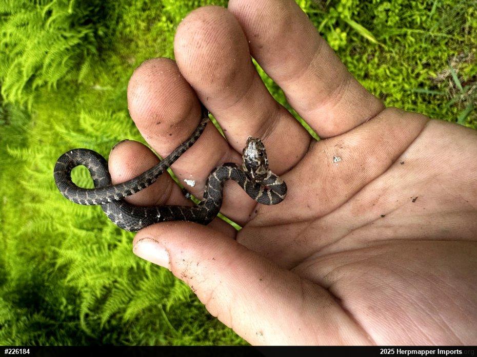 Northern Watersnake