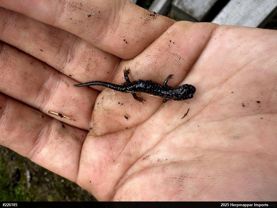 Northern Slimy Salamander
