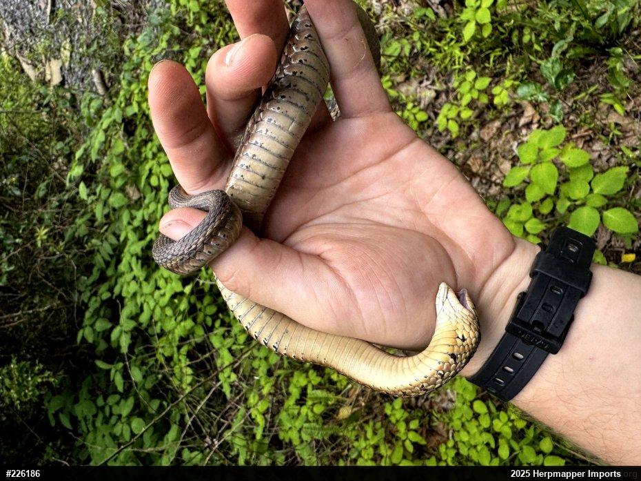 Eastern Gartersnake