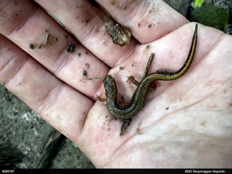 Northern Two-lined Salamander
