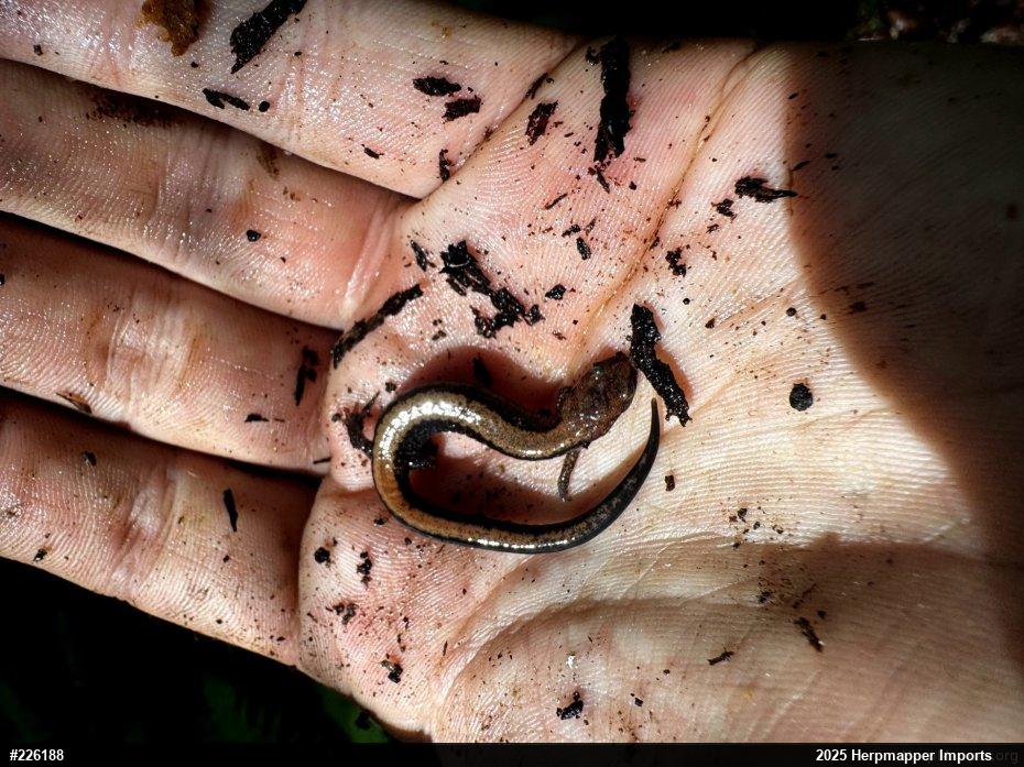 Eastern Red-backed  Salamander